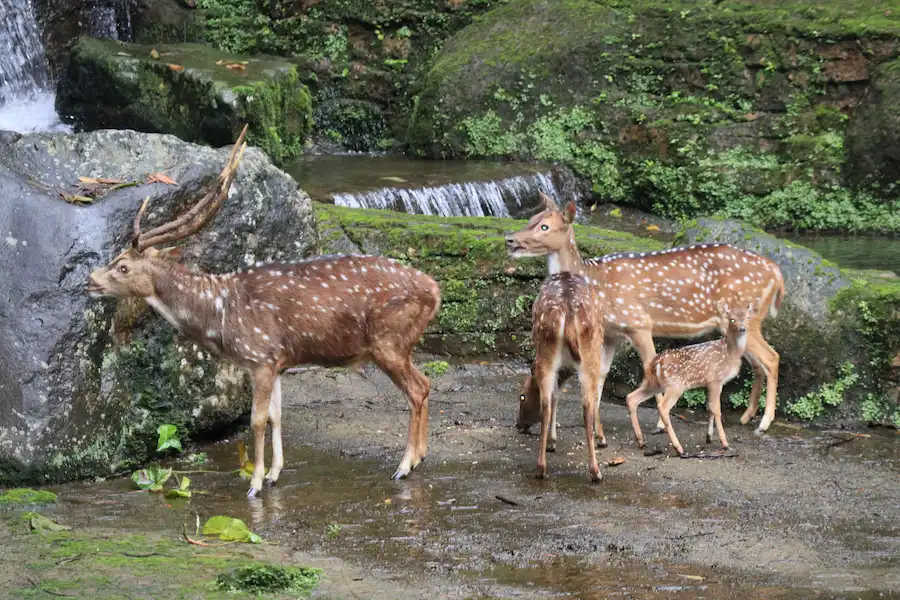 guide to mammal herbivores taman safari bogor