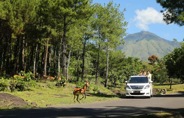 Taman Safari Prigen | Wisata Keluarga Favorit di Pasuruan