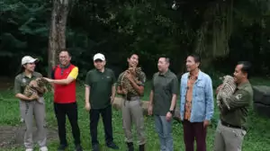 bengala cover