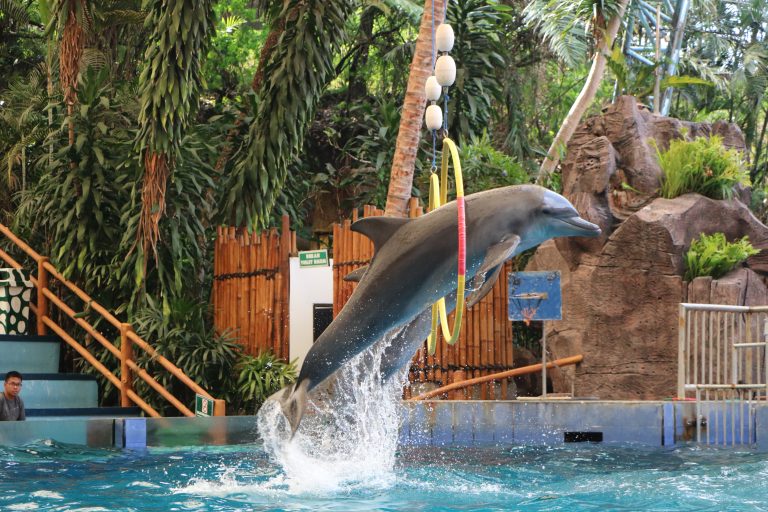 Dolphin 1 scaled