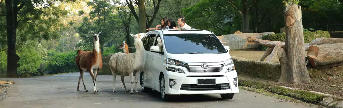 taman-safari-tempat-wisata-keluarga-yang-seru-dan-edukatif