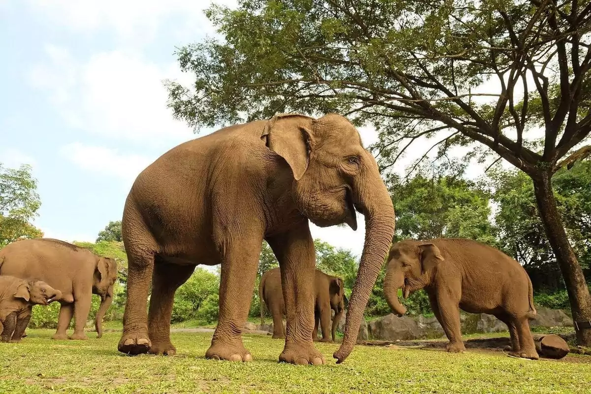 liburan-seru-bersama-gajah-sumatra-di-taman-safari-indonesia