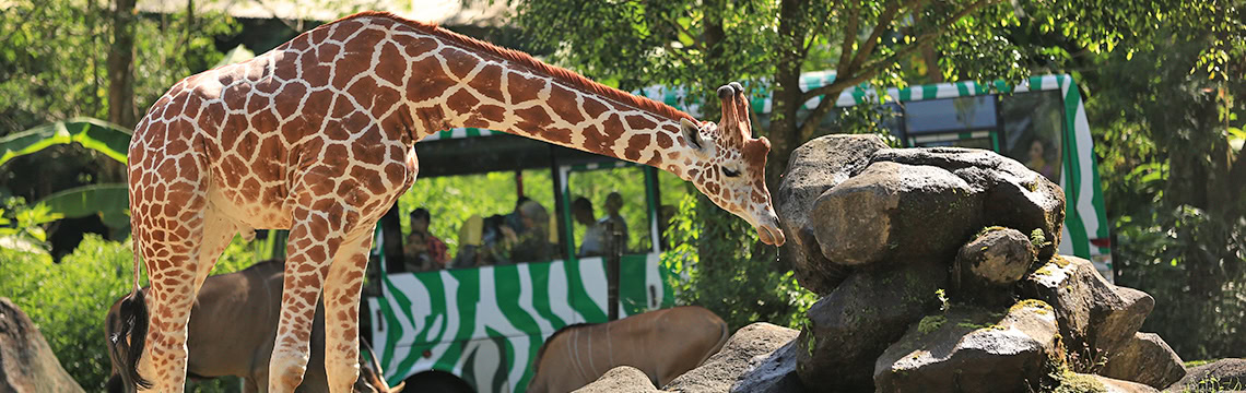 serunya-wisata-satwa-bersama-keluarga-di-taman-safari