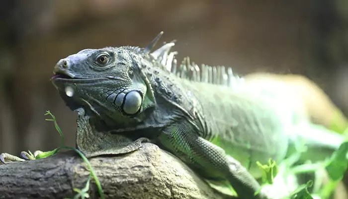 Wisata Reptil di Taman Safari Indonesia Penuh Kejutan dan Petualangan