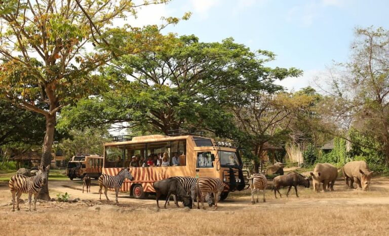 best-time-to-visit-bali-for-an-exciting-safari-adventure