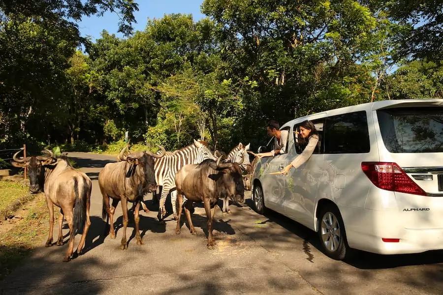 best-time-to-visit-taman-safari-bogor-for-your-family-trip