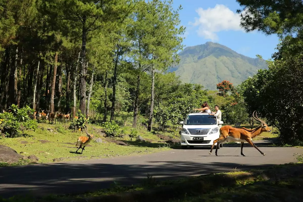 discover-the-amazing-safari-animals-at-taman-safari-indonesia