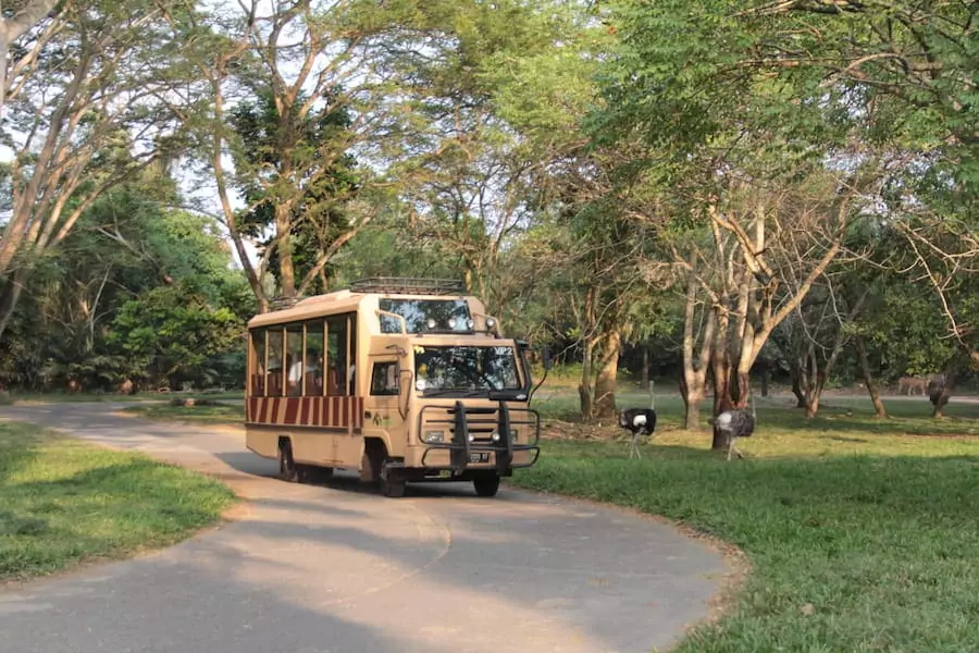 does-indonesia-have-safari-parks-meet-taman-safari-indonesia--