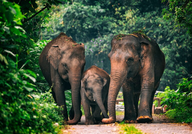 experience-the-thrill-of-elephant-sumatra-adventures