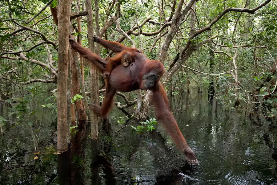 meet-indonesias-orangutans-at-taman-safari-indonesia