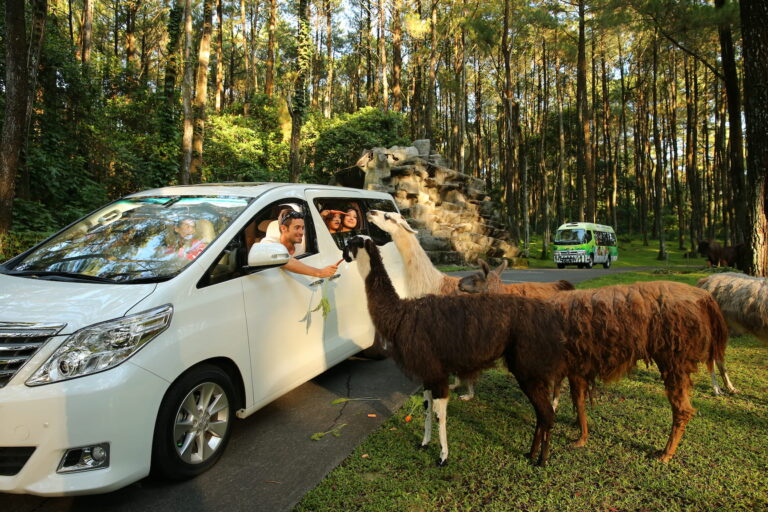 unveil-the-incredible-benefits-of-safari-tourism