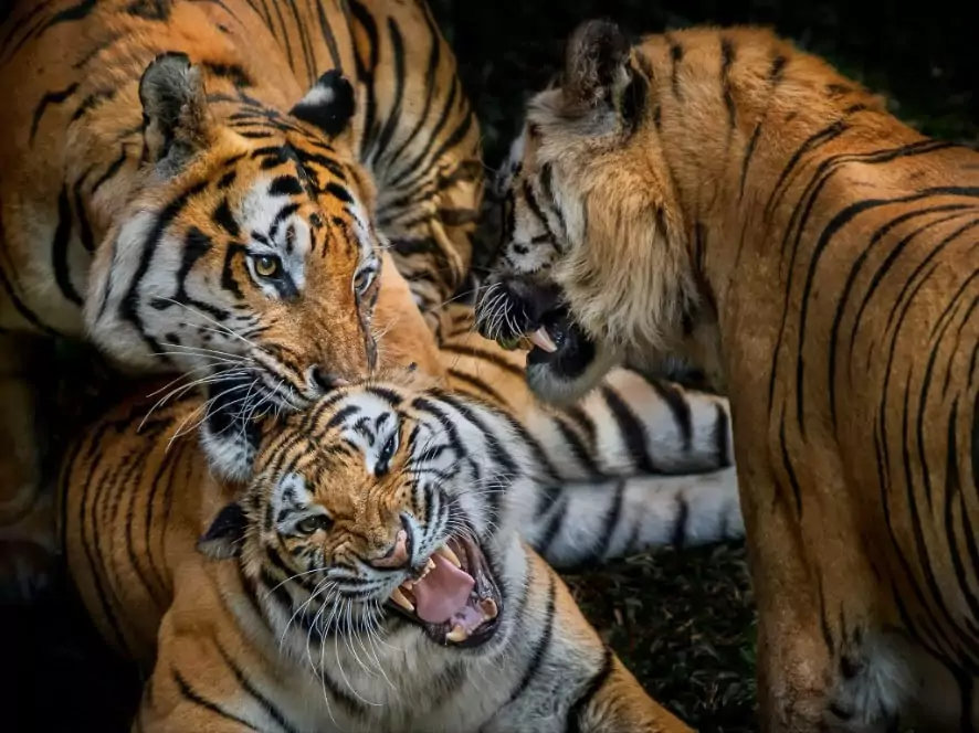 Kebon Binatang Jurug