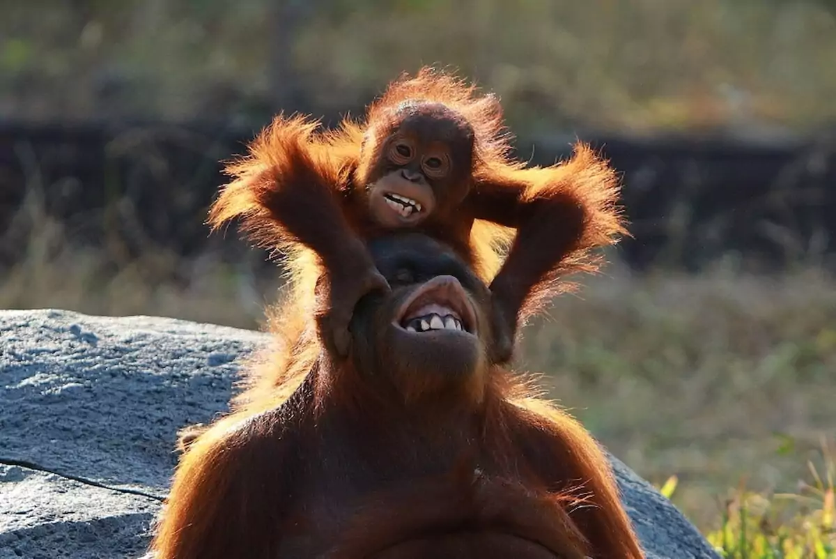 discover the joy of safari holidays where adventure meets serenity