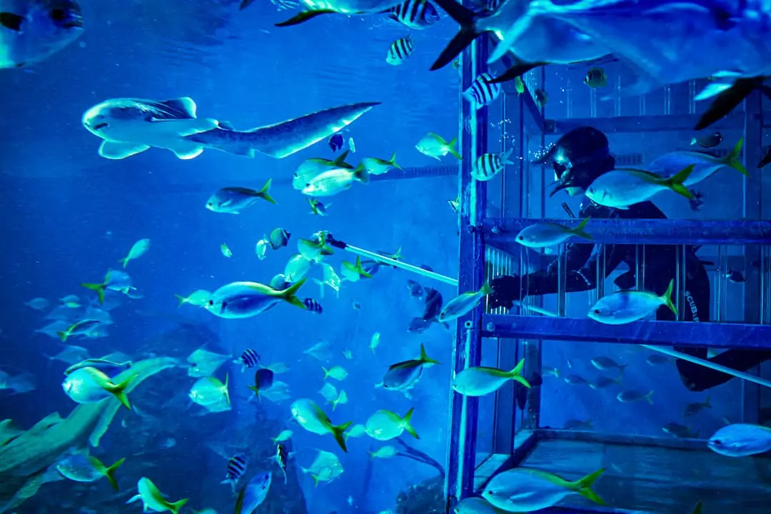 explore-marine-conservation-wonders-at-marine-safari-bali