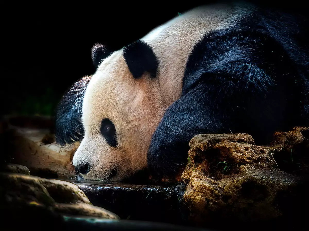 keindahan istana panda indonesia taman safari bogor