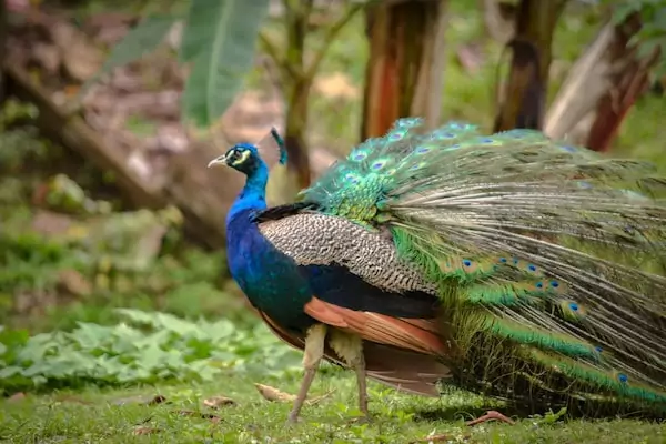 Asal dan Jenis Burung Merak