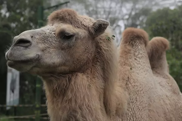 Ciri-Ciri Satwa Mamalia