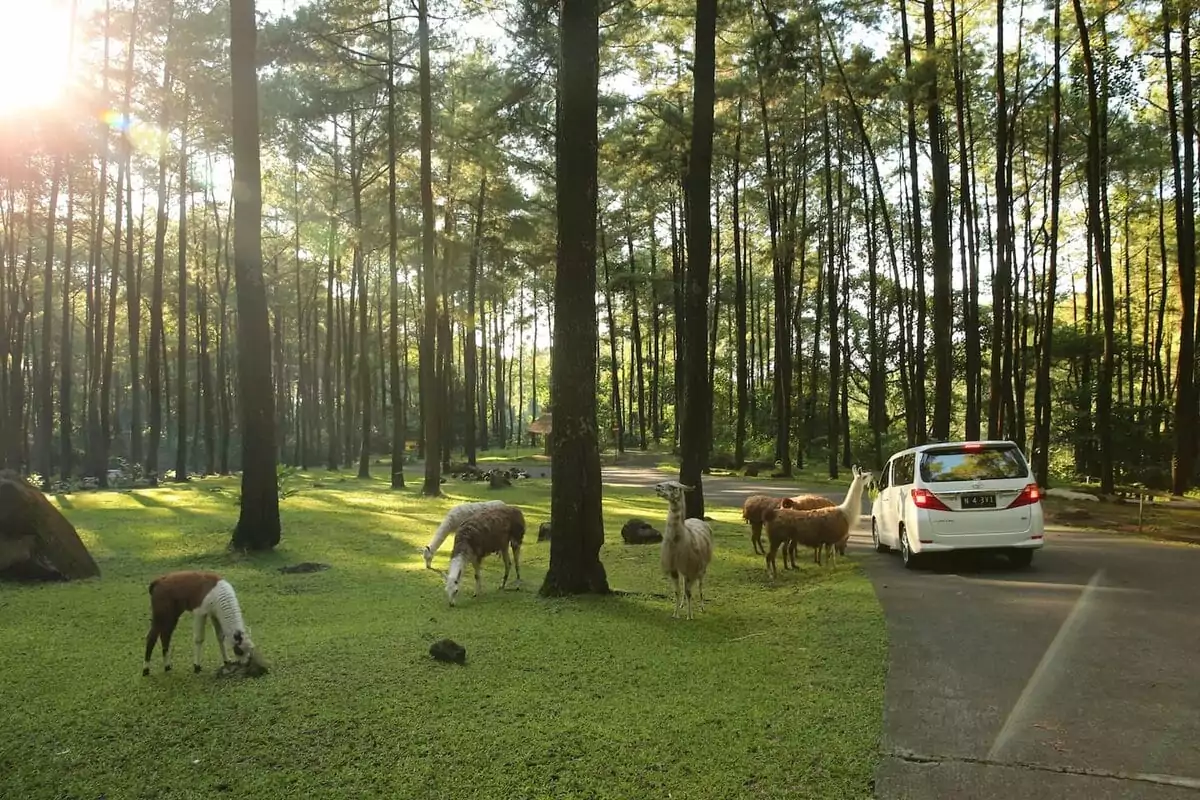 Family Adventures with Animals at Taman Safari Prigen