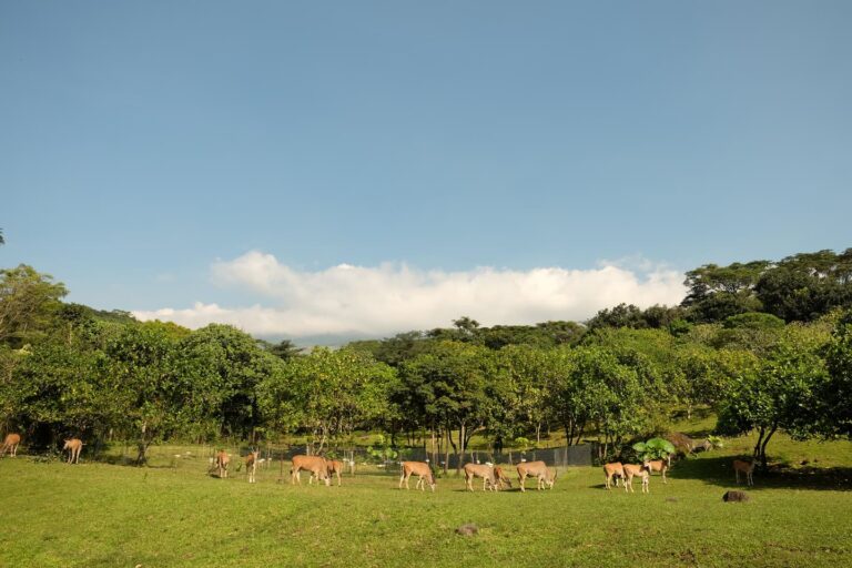 Fun Things to Do Near Surabaya with Family
