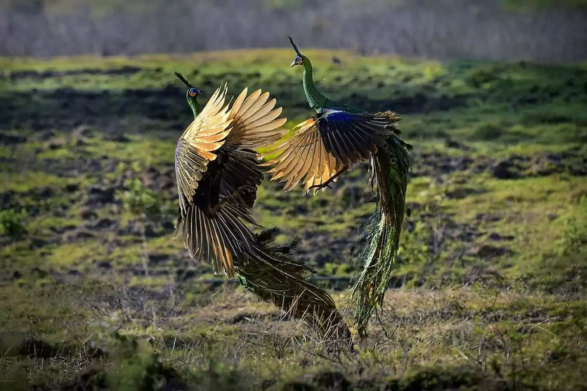 Kenal Lebih Dekat Burung Merak dan Habitatnya di Alam Liar