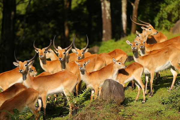 Struktur Tubuh dan Sistem Biologis Satwa Mamalia
