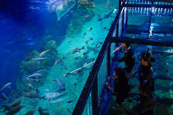 Discover the Magic of Bali Safari & Marine Park