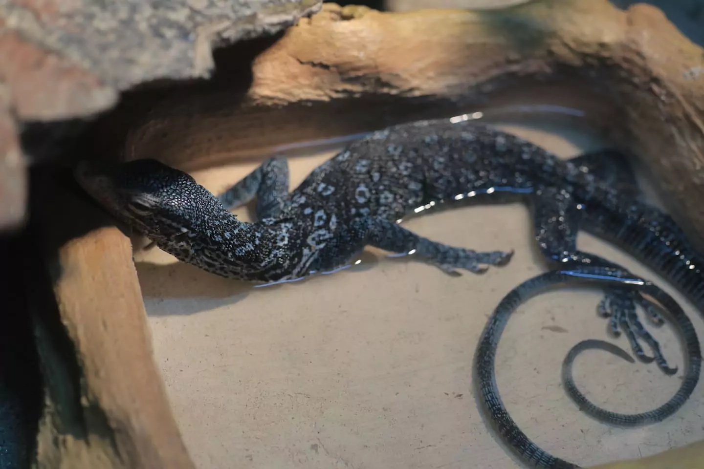 Enclosure Reptil dan Petualangan Satwa di Taman Safari Indonesia