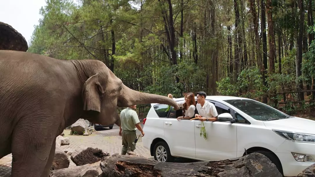 Exploring Taman Safari Prigen in East Java