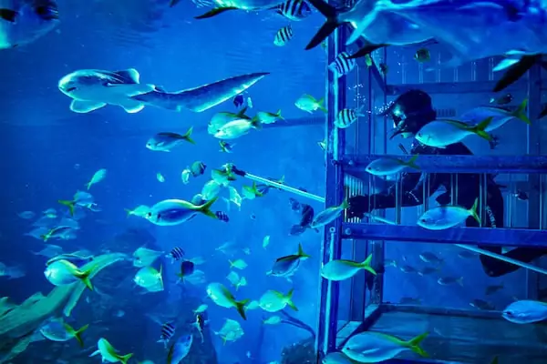 Exploring the World Beneath the Waves