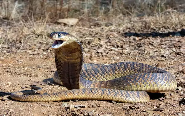 King Cobra
