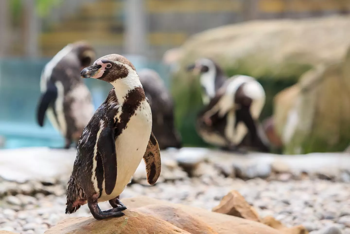 Mengenal Keunikan Humboldt Penguin yang Hidup di Iklim Hangat