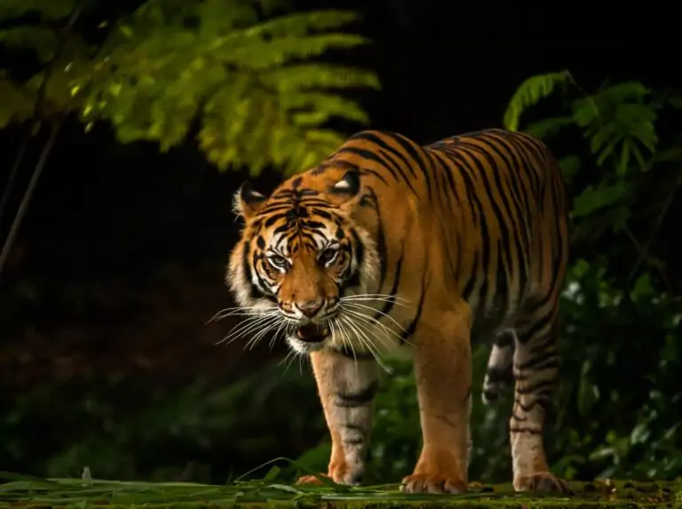 Mengenal Satwa Harimau Ada Berapa Jenis yang Tersisa