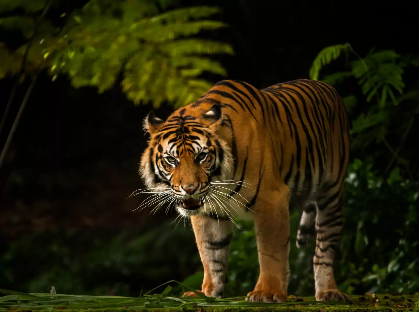 Mengenal Satwa Harimau Ada Berapa Jenis yang Tersisa