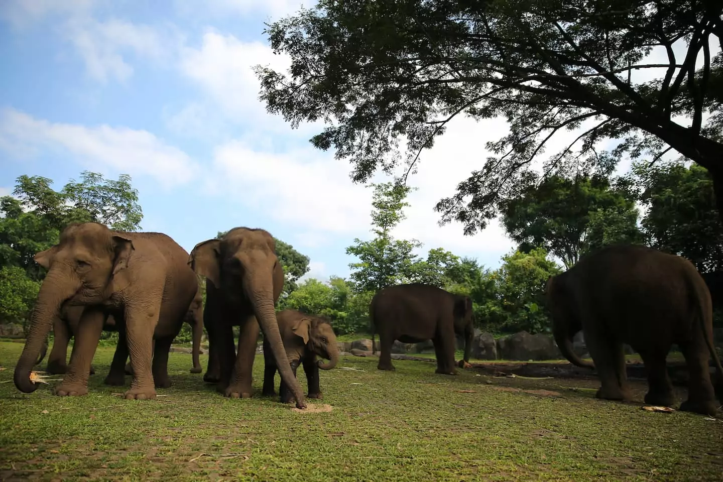 Panduan Lengkap Cara Beli Tiket Online Taman Safari Prigen