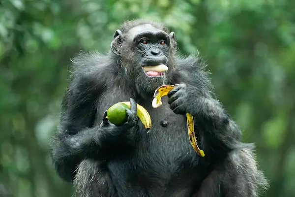 Simpanse, Cerdas dan Serba Bisa dalam Memilih Makanan
