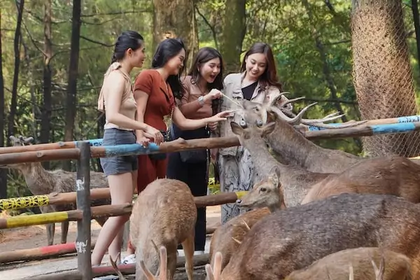 What to Expect at Taman Safari Prigen