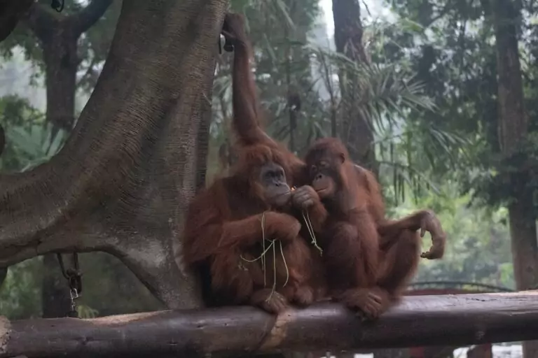 Yuk- Kenalan dengan Omnivora! Si Satwa Pemakan Segalanya