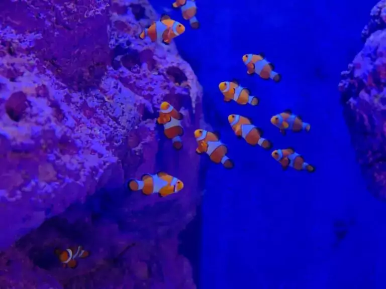 The Resilience and Secrets of the Vibrant Clownfish