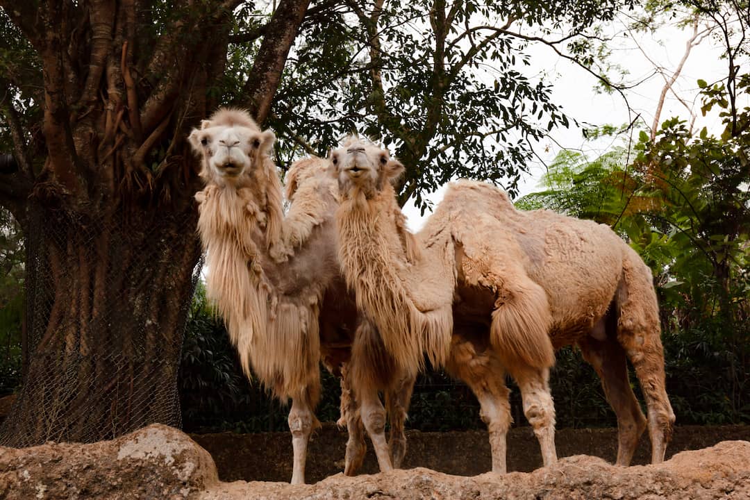 camel-rides-at-taman-safari-bogor