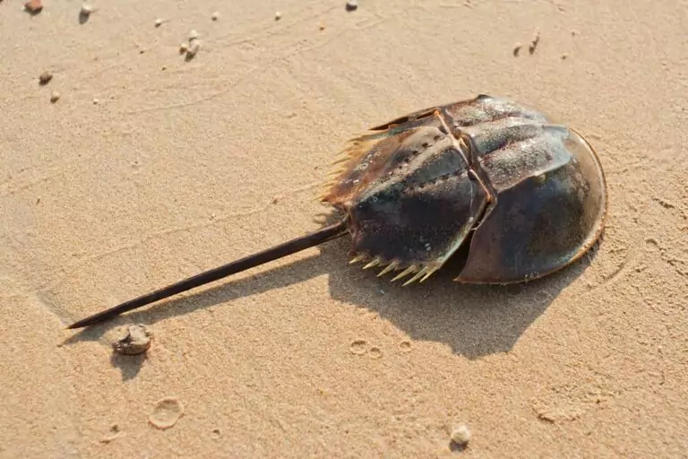 kepiting-tapal-kuda
