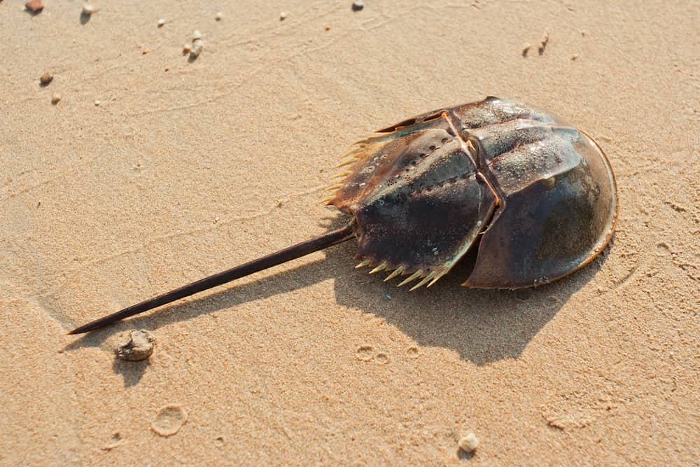 kepiting-tapal-kuda