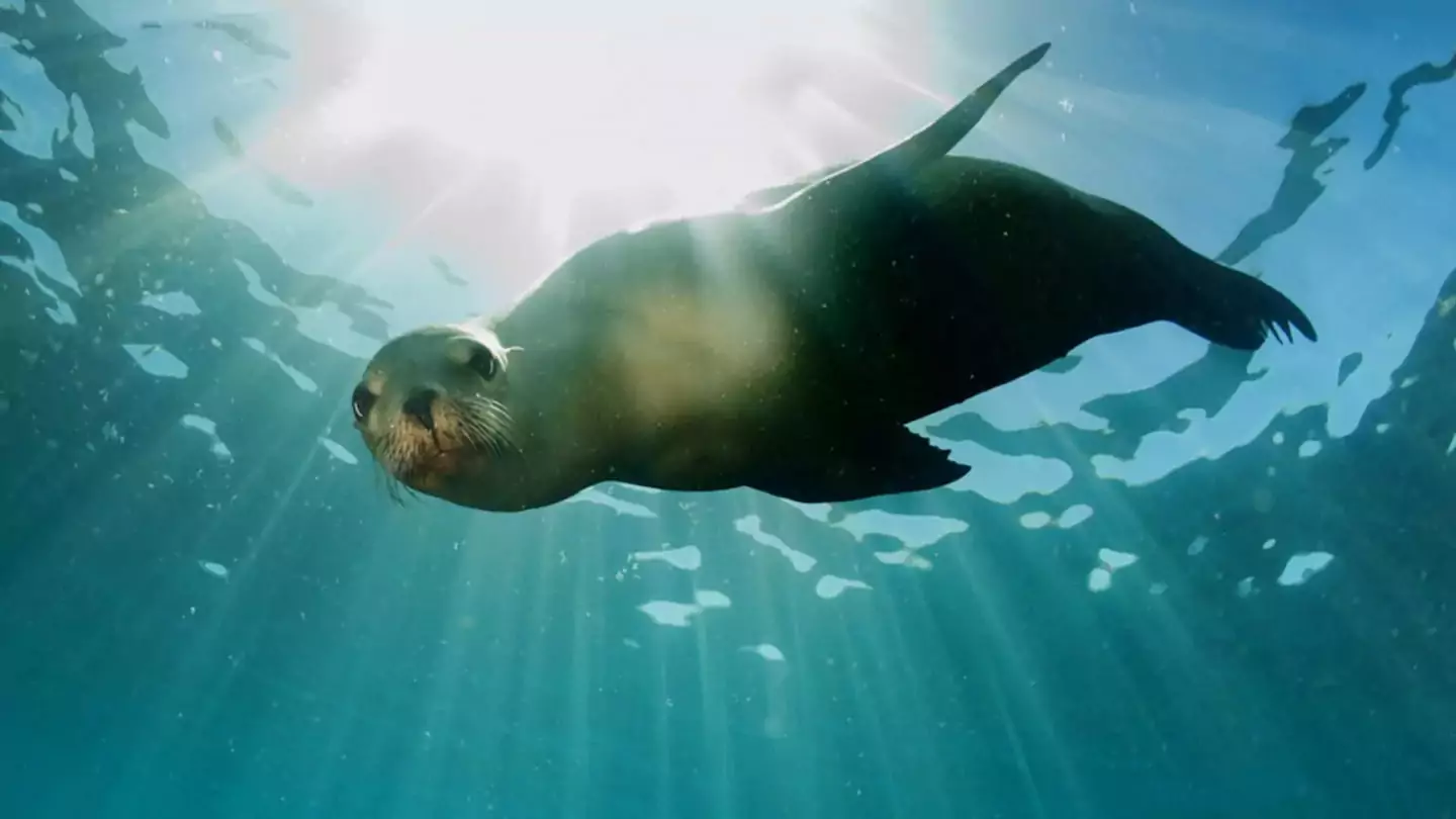 marine-mamals