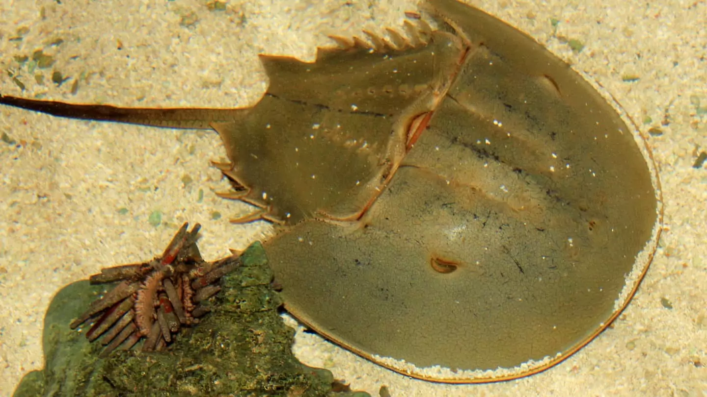 the-horseshoe-crab