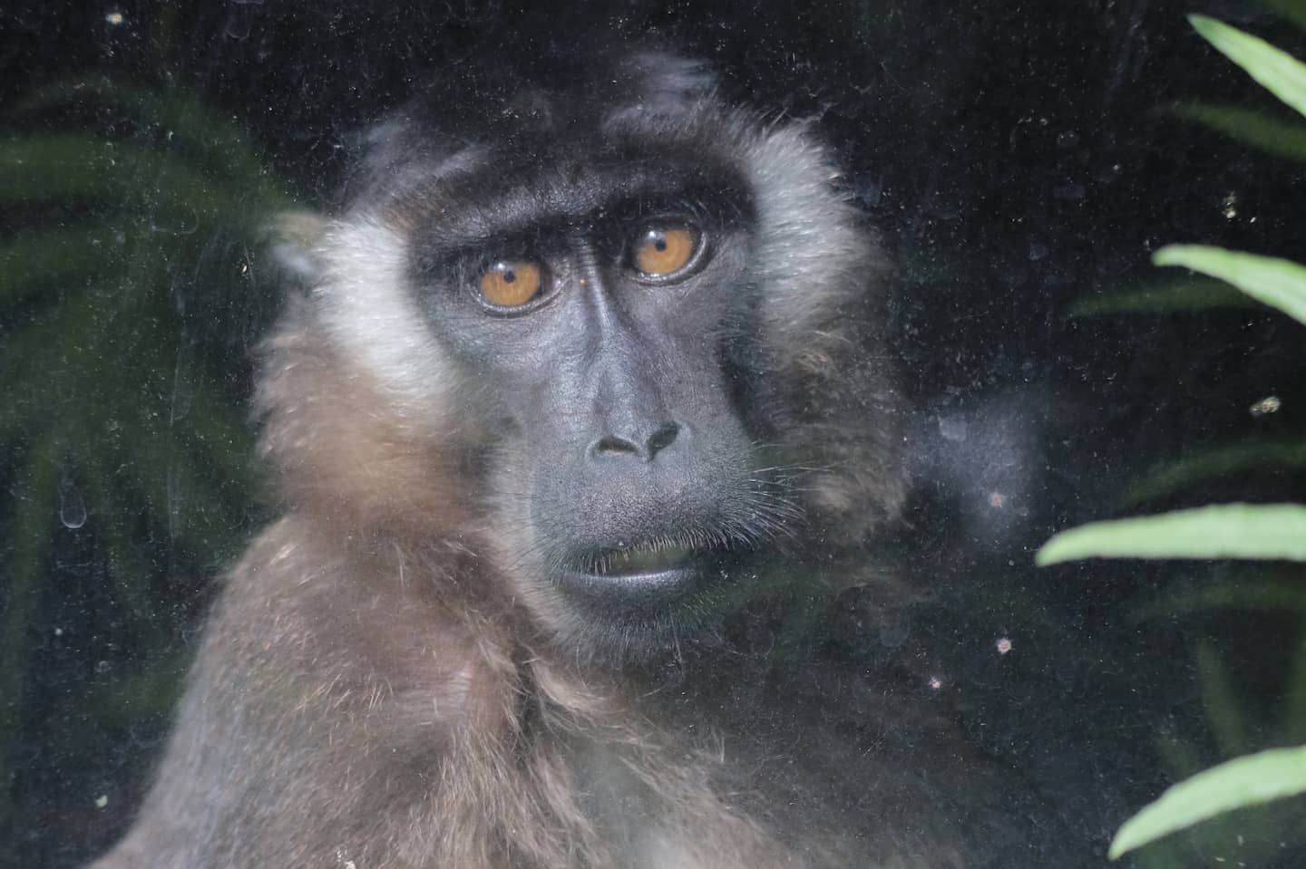 Beruk Siberut