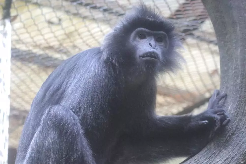 Lutung Budeng di Taman Safari Indonesia