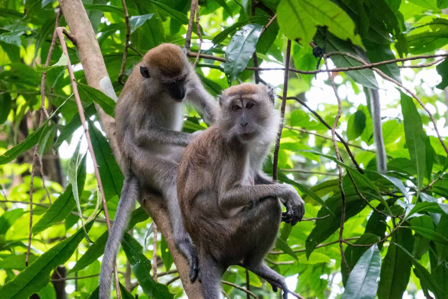 Monyet Ekor Panjang