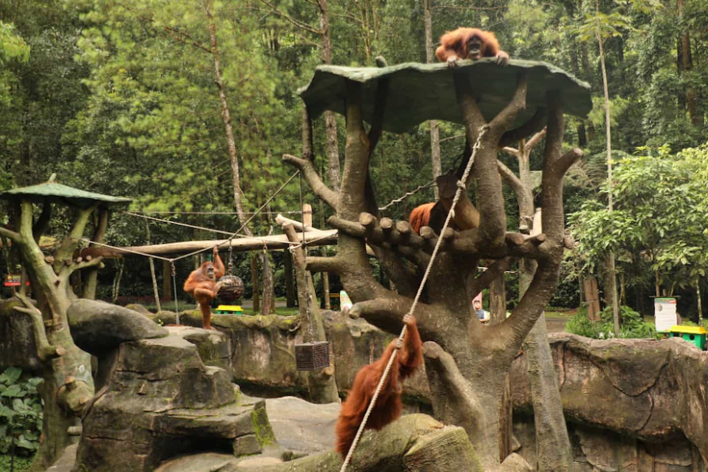 Orangutan