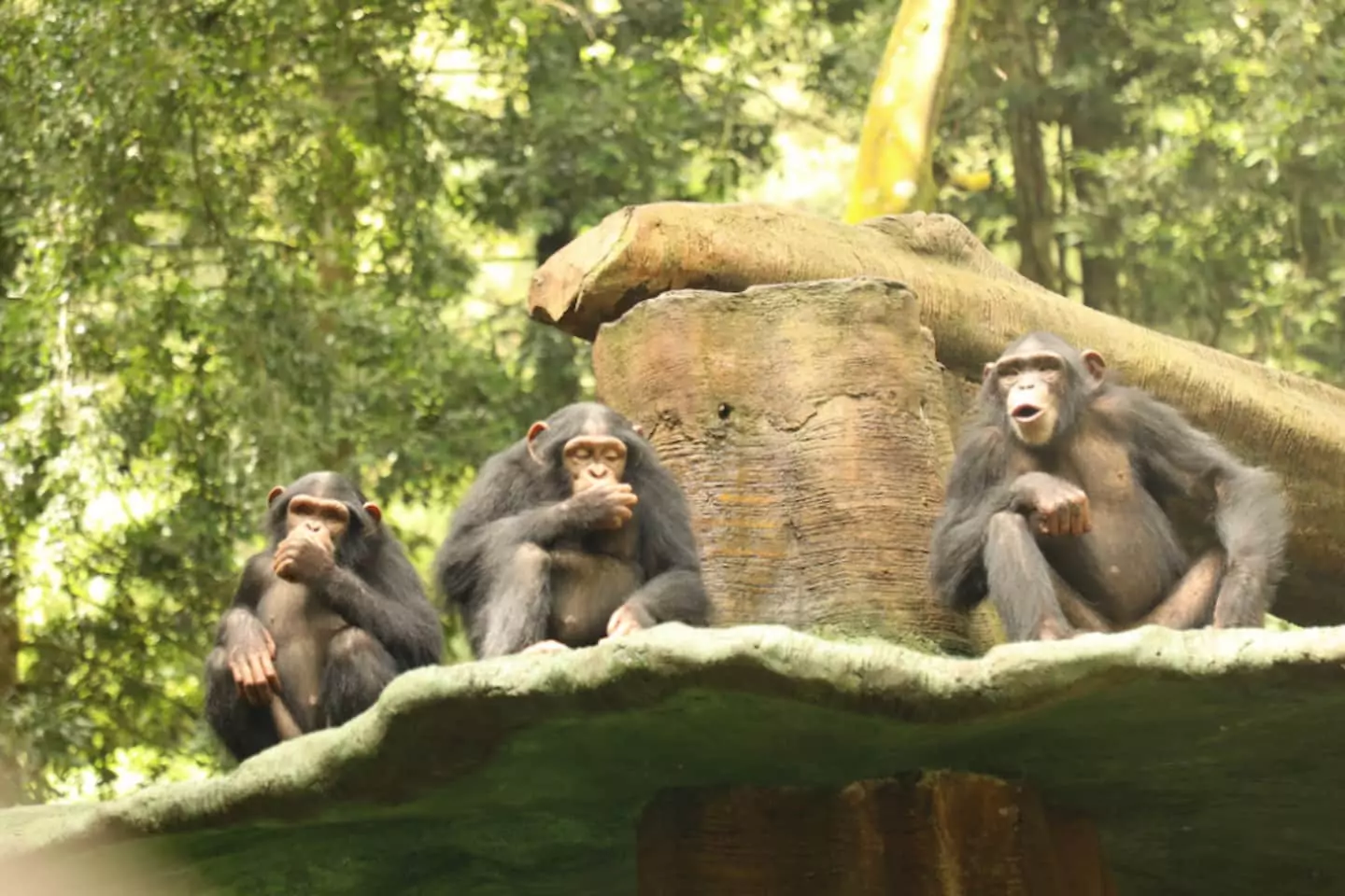 Primate Center of Taman Safari Bogor