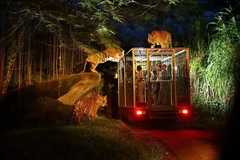 Bali Night Safari Price for Family Thrills - Taman Safari Indonesia