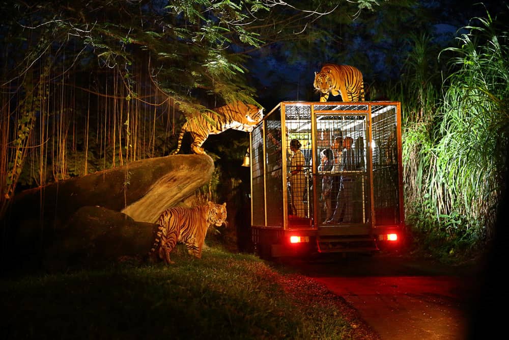 Bali Night Safari Price for Family Thrills - Taman Safari Indonesia